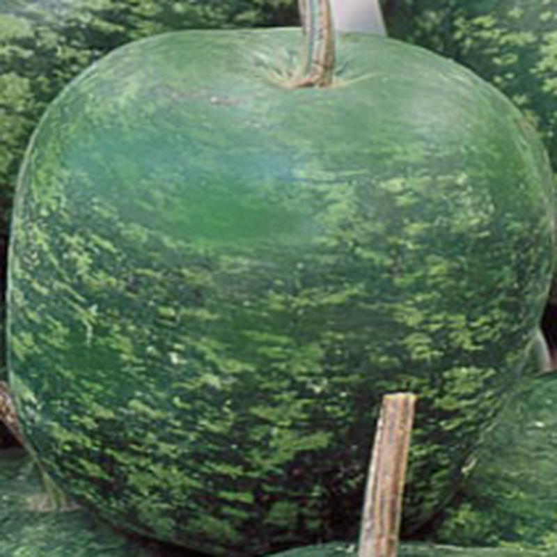 Big Apple Gourd Seed