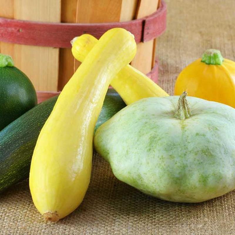 Black Beauty Zucchini Vegetable Seed