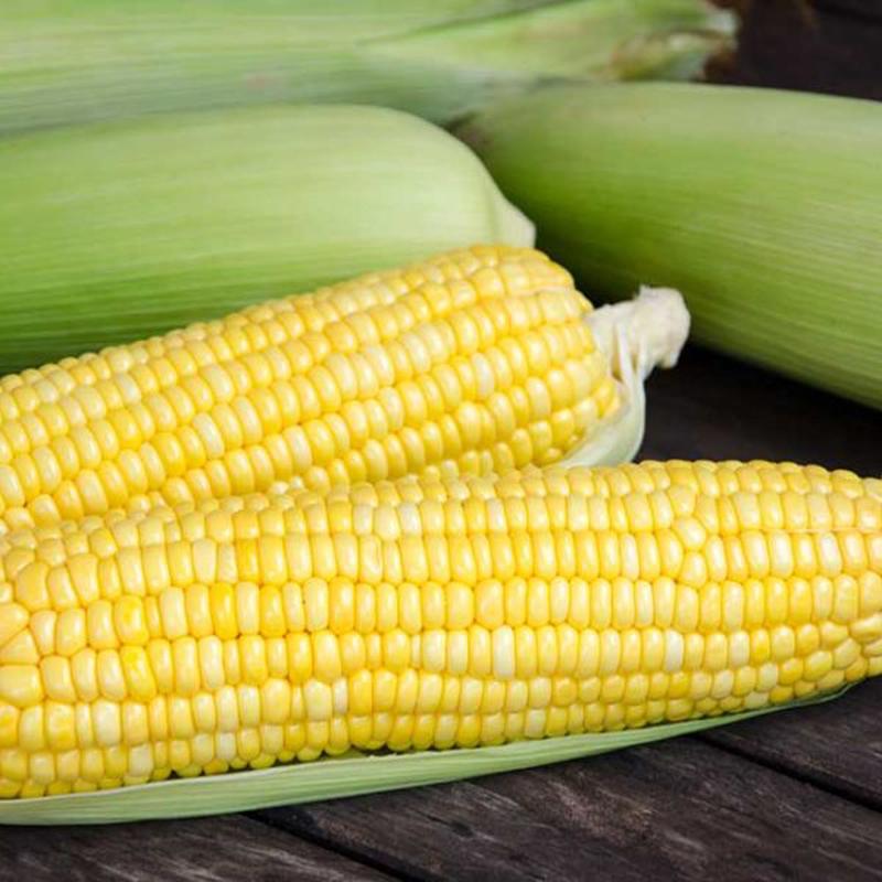 Bodacious (Yellow) Sweet Corn Vegetable Seed