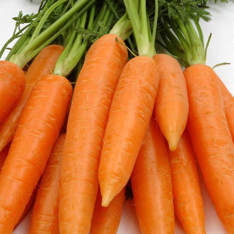 Danvers Half Long Carrot Vegetable Seed