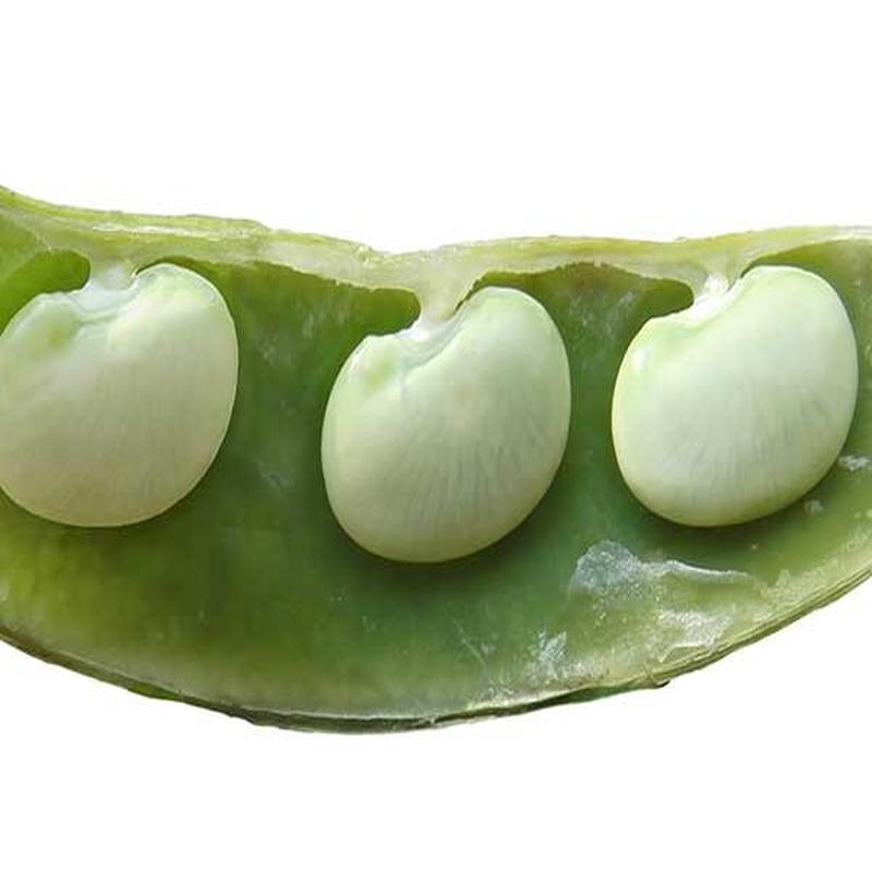 Fordhook 242 Lima Bean Vegetable Seed