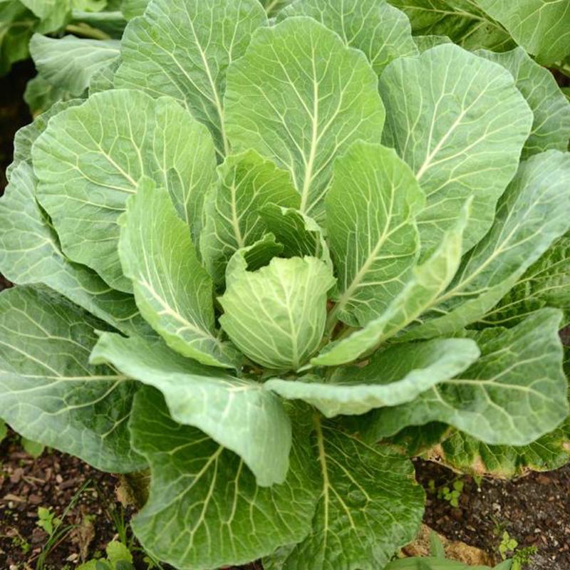 Georgia Southern Collards Vegetable Seed
