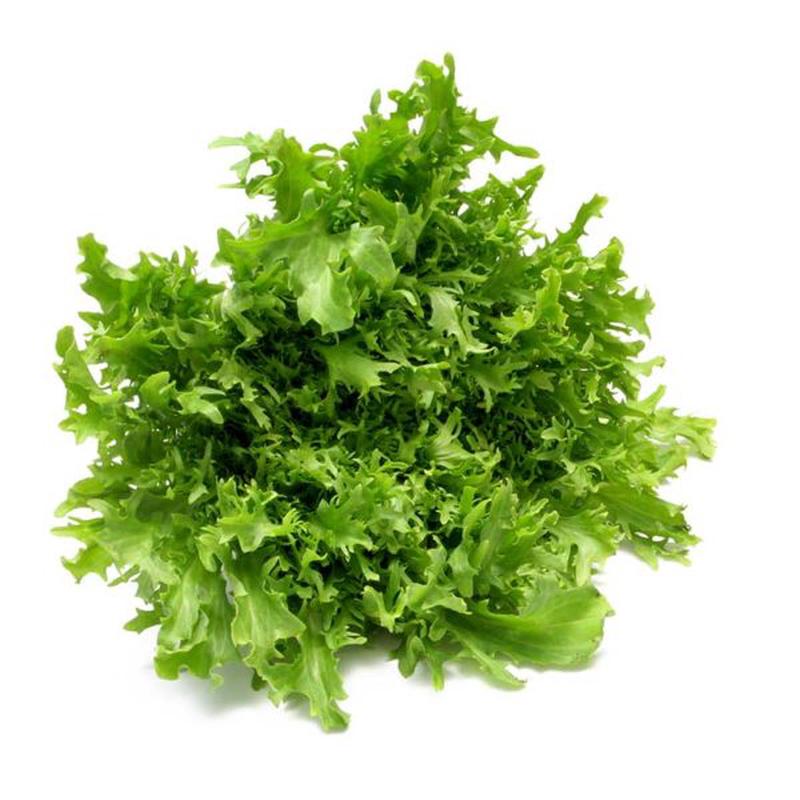 Green Curled Endive Vegetable Seed