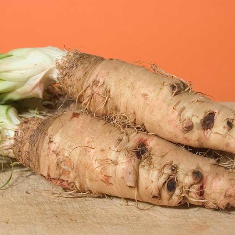 Mammoth Sandwich Island Salsify Vegetable Seed