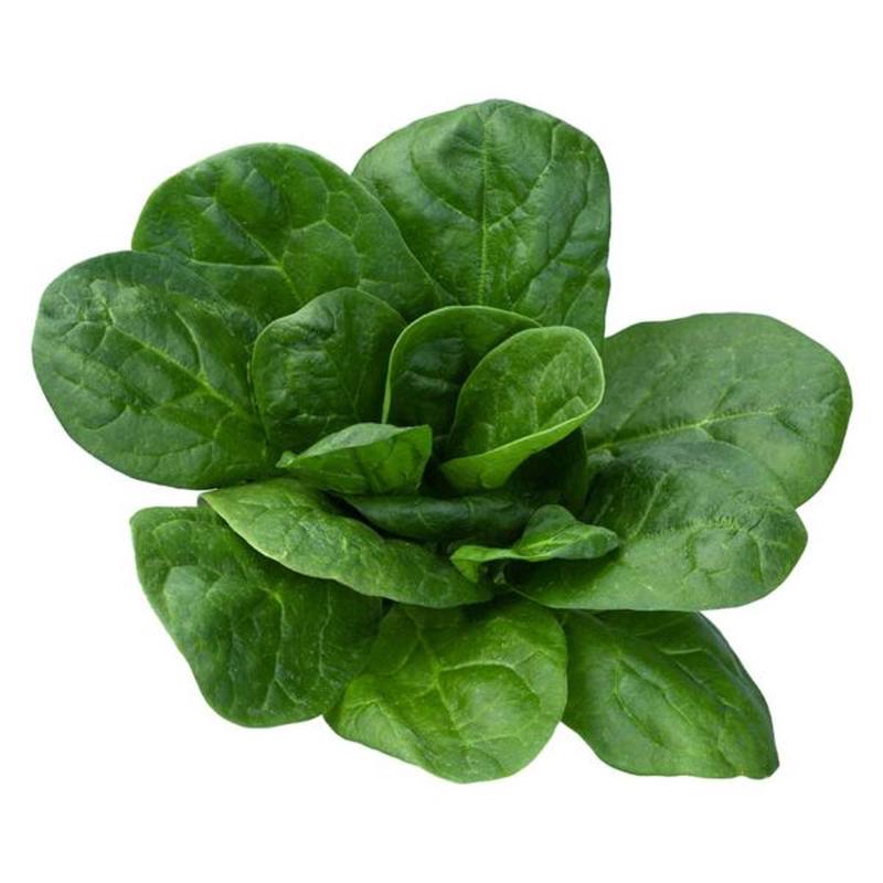 Olympia Spinach Vegetable Seed
