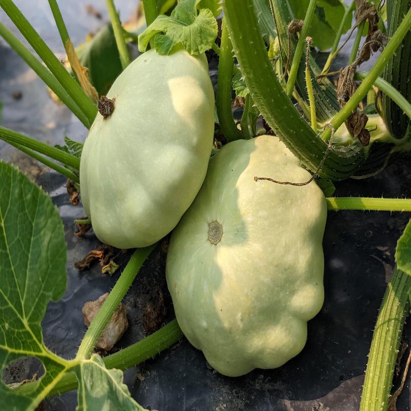 Patty Pan White Scallop Squash Vegetable Seed