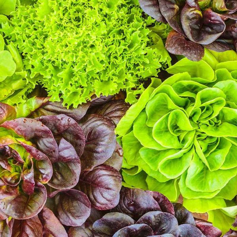 Red Sails Lettuce Vegetable Seed