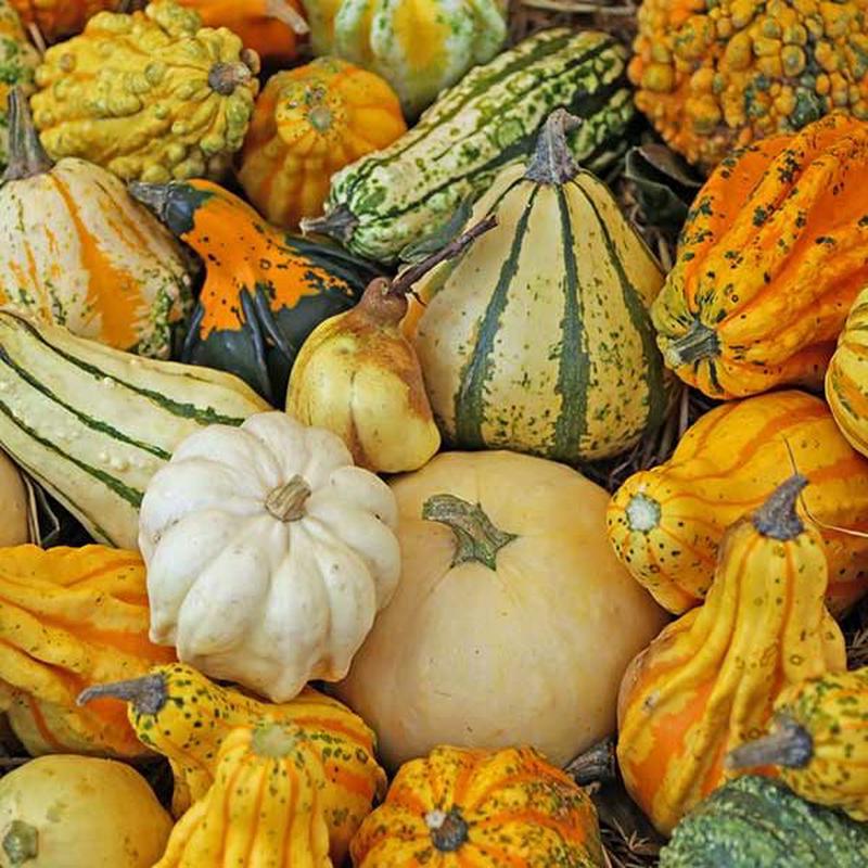 Rupp Small Fancy Mix Gourd Seed