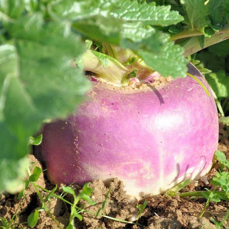 Seven Top Foliage Turnip Vegetable Seed