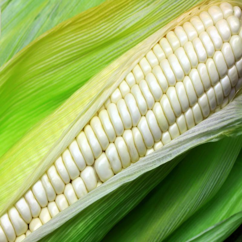 Silver King (White) Sweet Corn Vegetable Seed