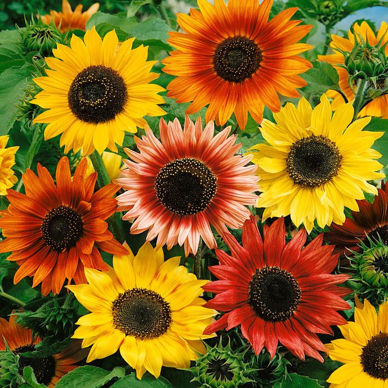 Autumn Beauty Sunflower Seed