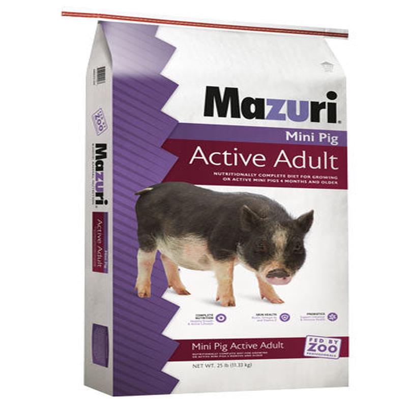 Mini Pig Active Adult
