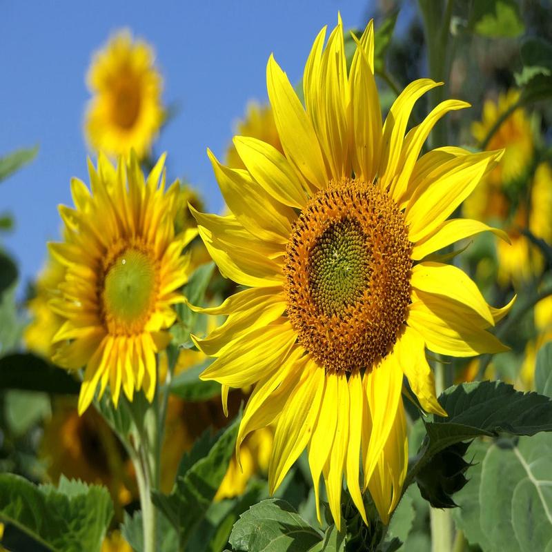 Peredovik Sunflower Flower Seeds