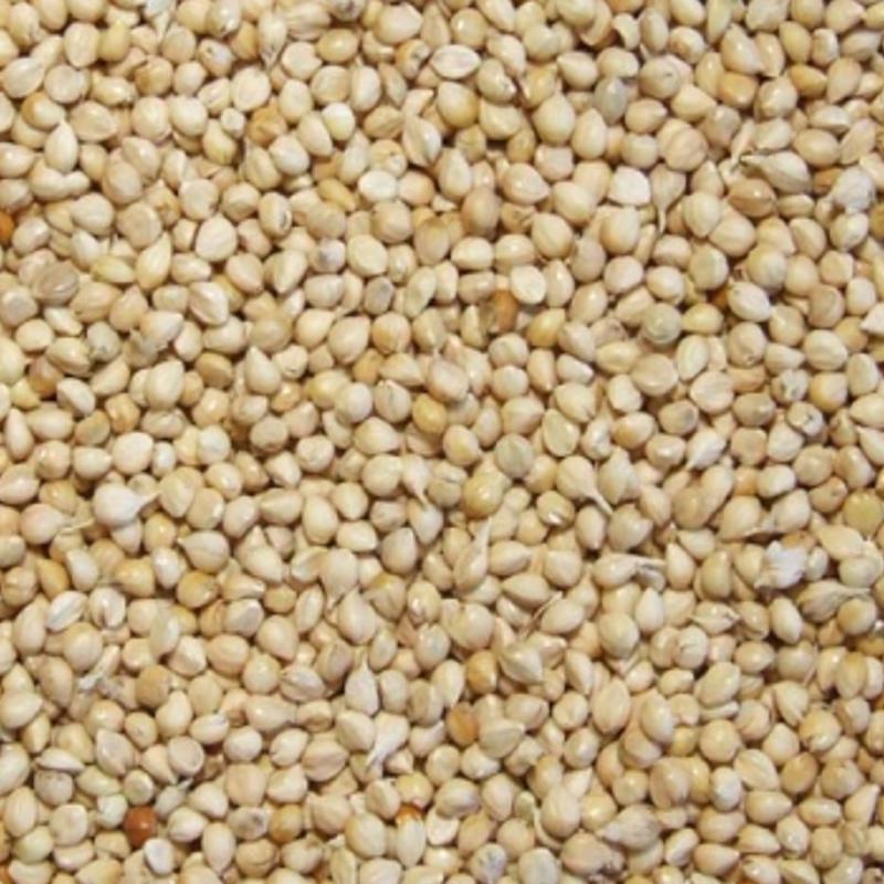 White Millet Bird Seed
