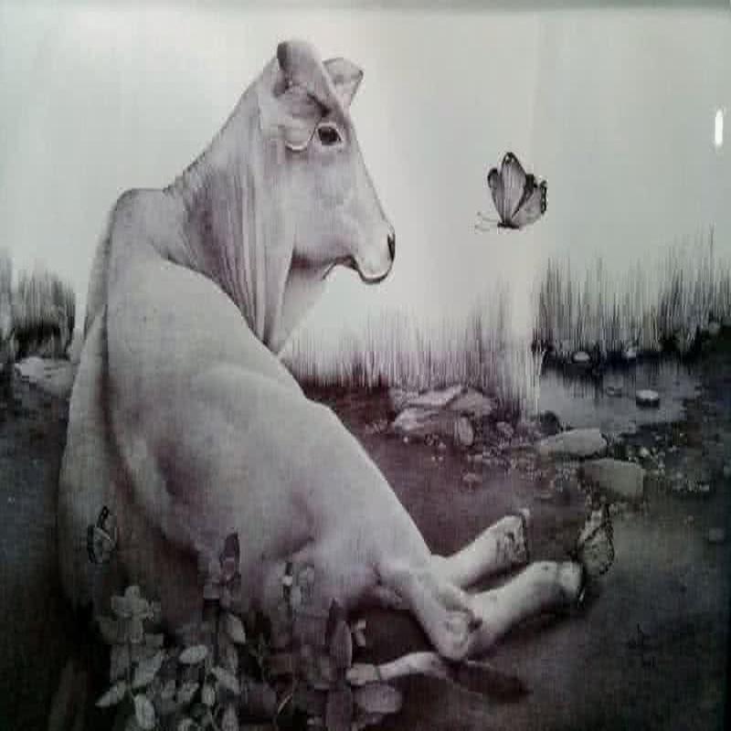 Cow (Peaceful Moment)