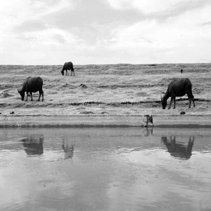 Three Cows (Mirror Image)